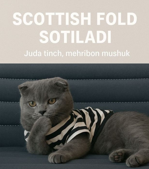 Scotish mushug sotiladi