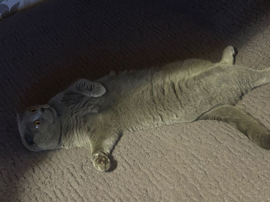 Британска клепоуха котка