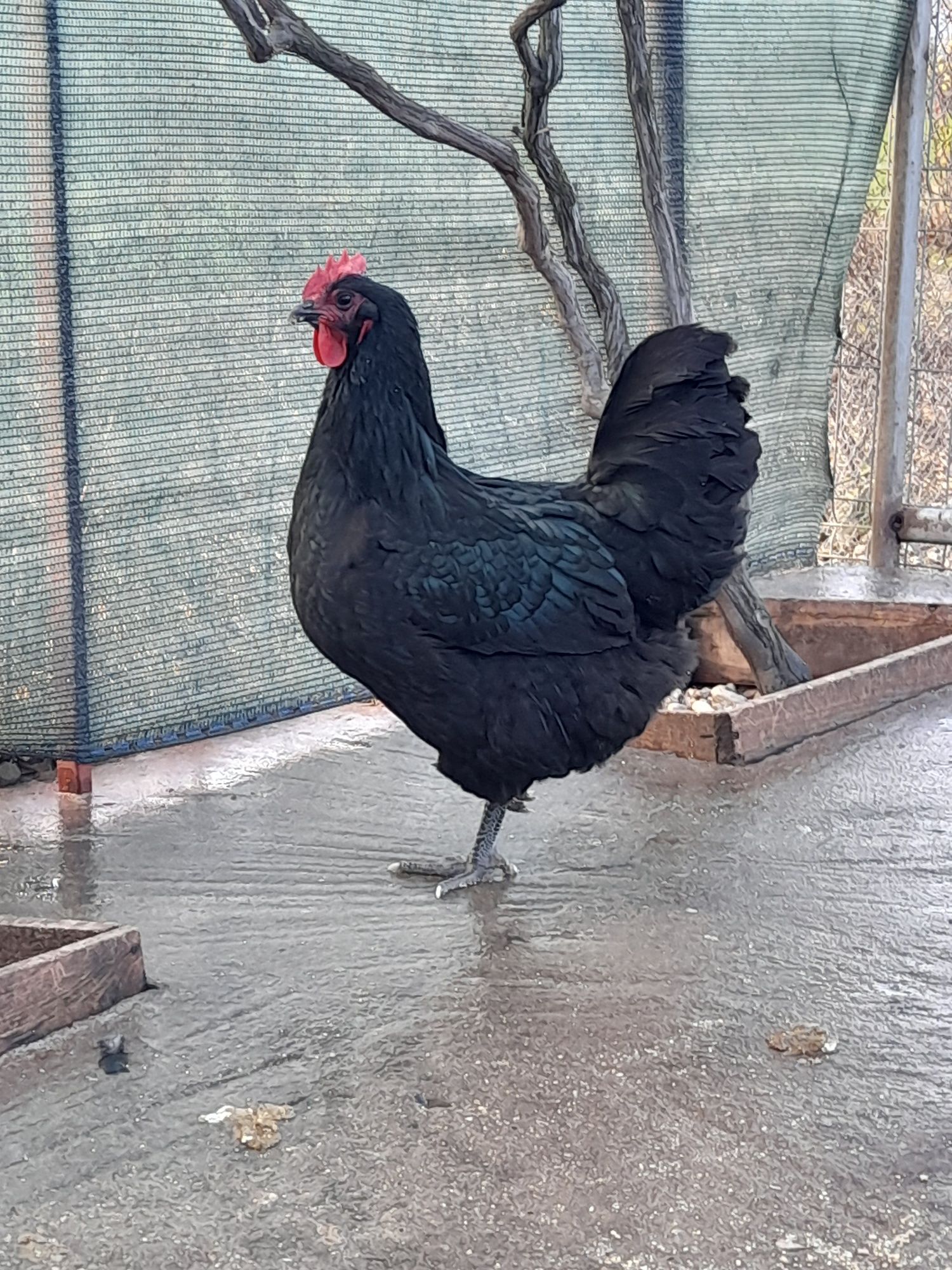 Vând ouă și pui din rasa de gaini Australorp Albastru si Negru