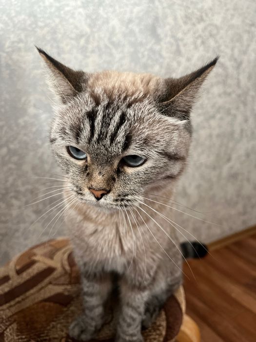 скоттиш страйт ( отдам в хорошие руки )