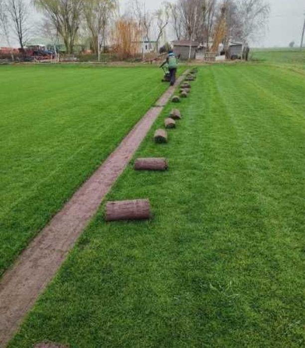 Planta ornamentale la cele mai bune preturi