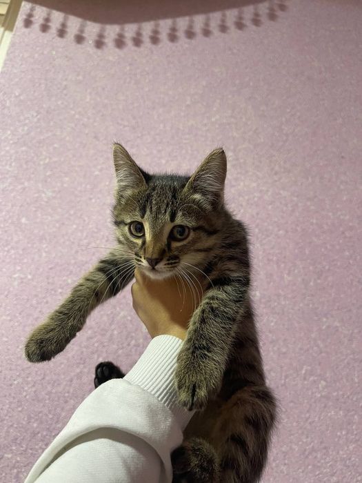 Mushuk tekinga beraman