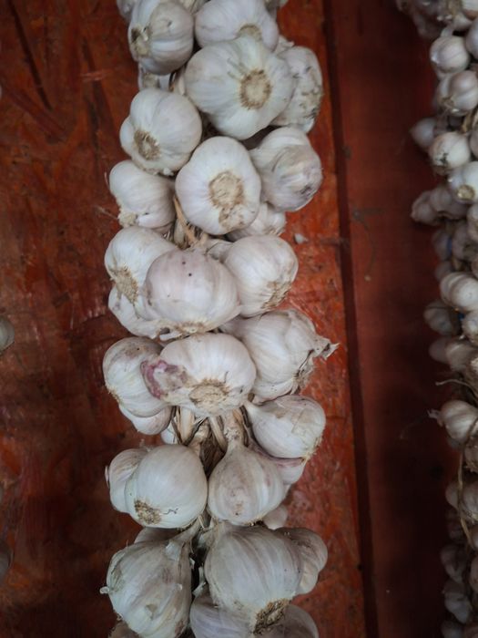 Vand usturoi romanesc