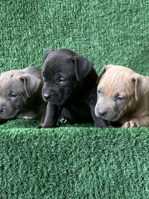 Продается чистокровный щенки питбули один девочка два мальчика