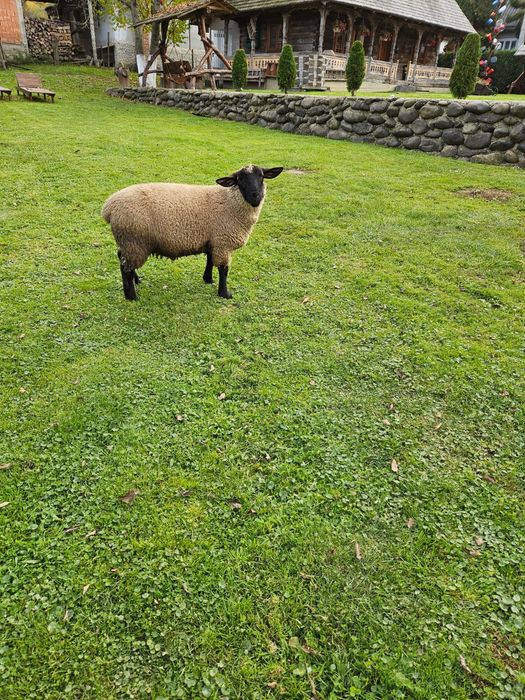 Drujbă Husqvarna 455 și miel