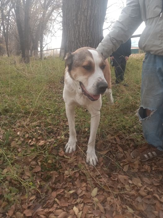 Продаётся Алабай девочка.