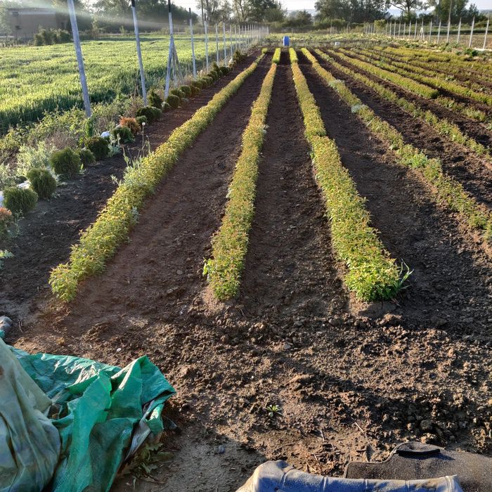 Marcote.Pomi cat.ll prun și nuci.