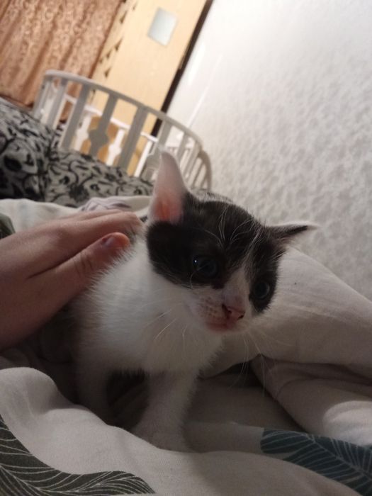 Отдам котенка бесплатно