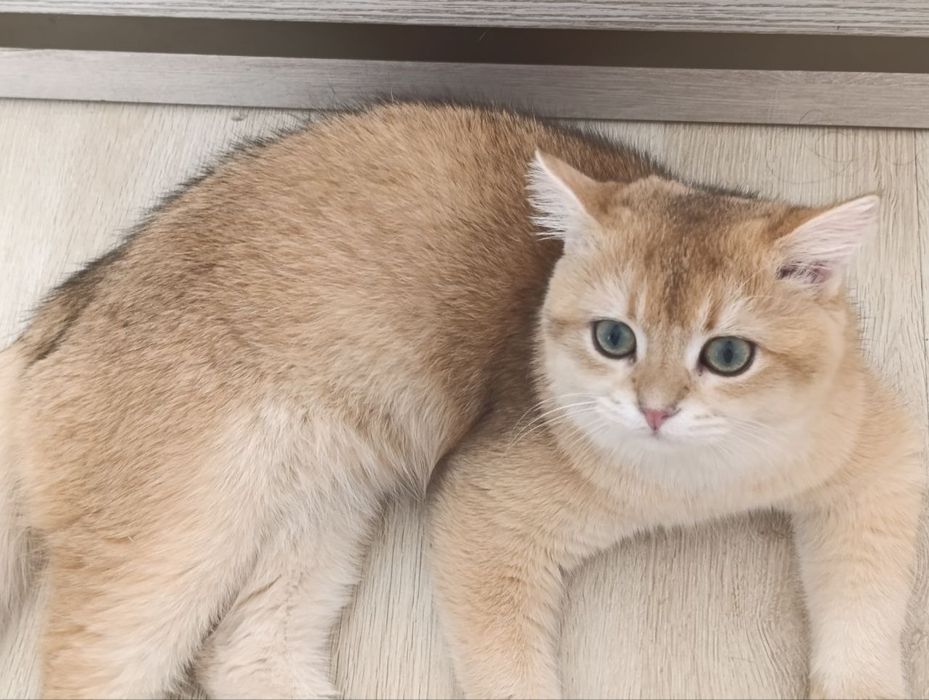 Vyazka britanskiy shinshilla by  ny 12