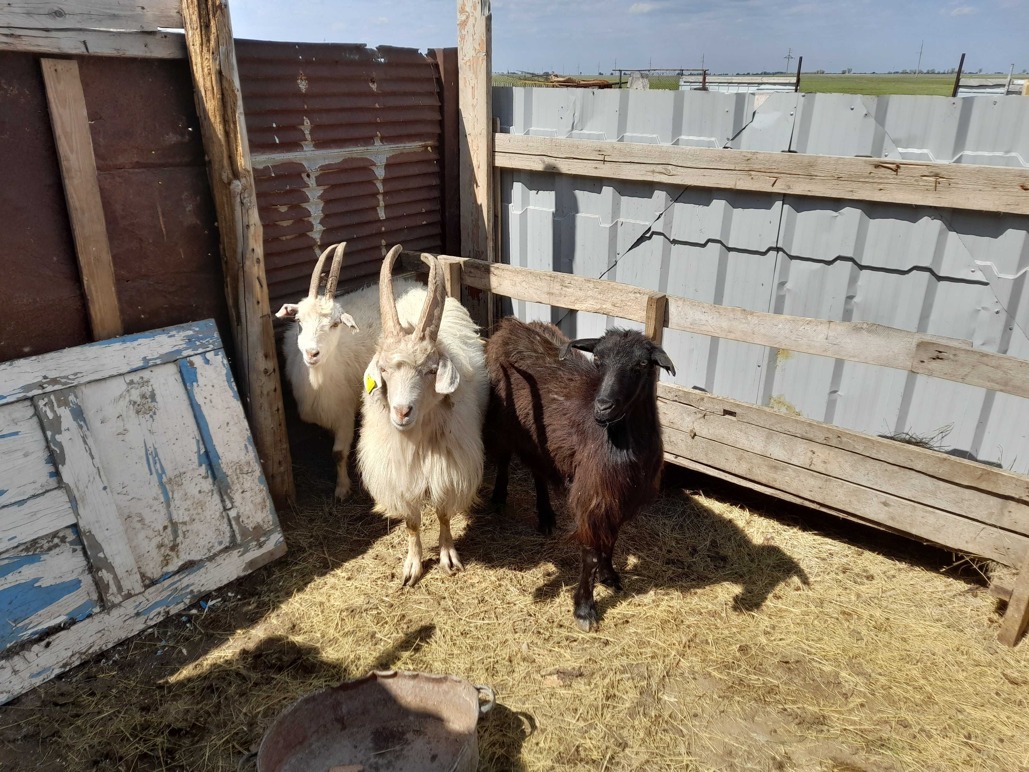 Продам Зайненские две козы и одиного козла.