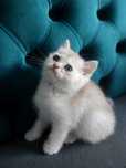 Baietel British Shorthair