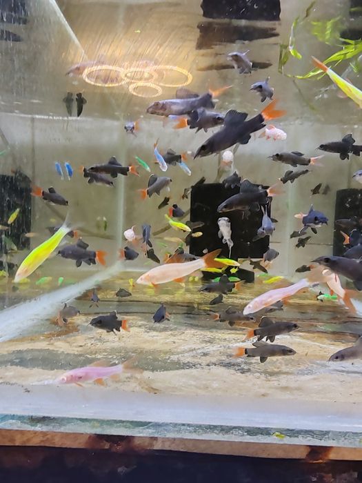 Labeo bicolor și multicolor ( albaștri, verzi, galbeni)