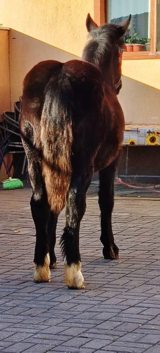 Mânză disponibilă de cinci luni