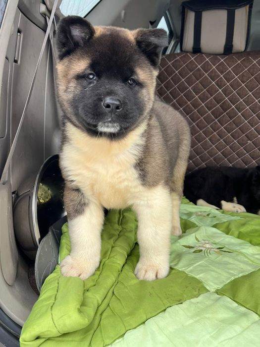 Продам щенков американской акиты