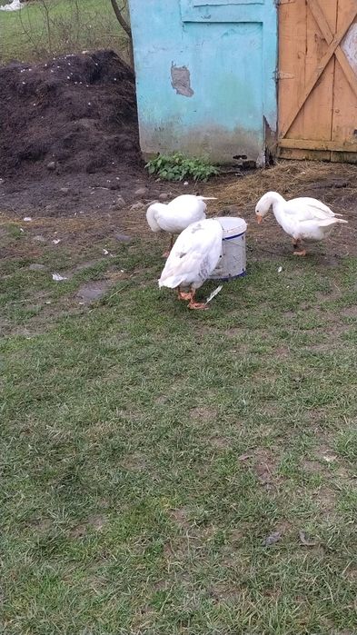 Disponibile 3 gâște
