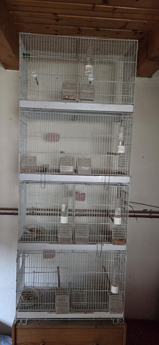 Vând colivii 503