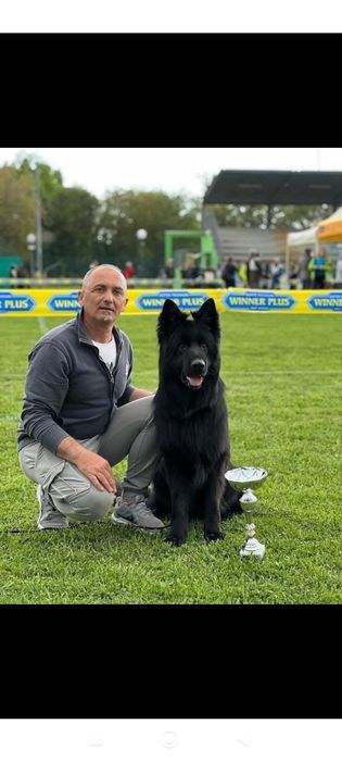 Pui Ciobanesc german cu pedigree