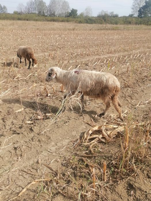 Vand 2 berbecu si 3 oi