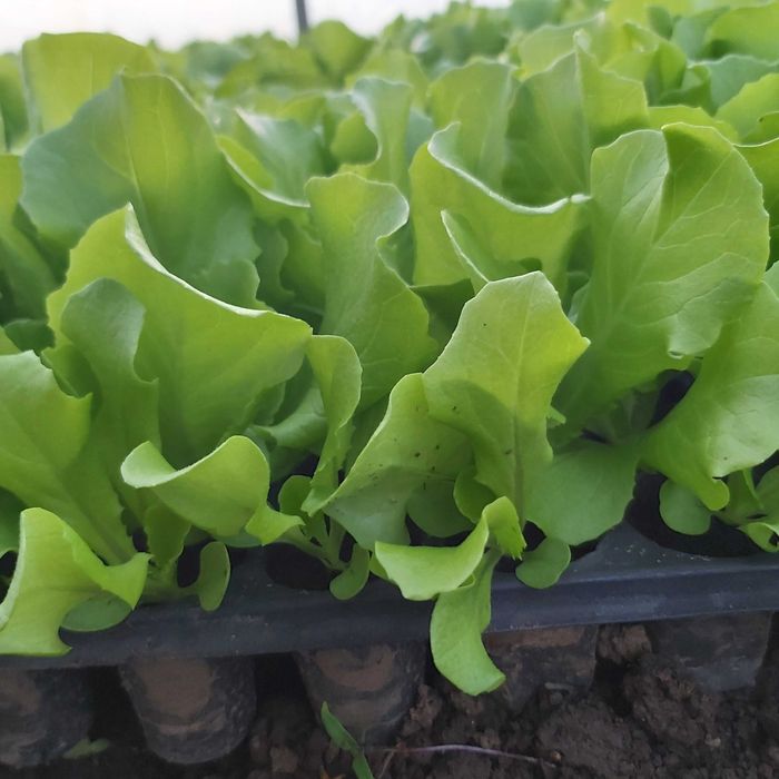 Vând răsad de salată.