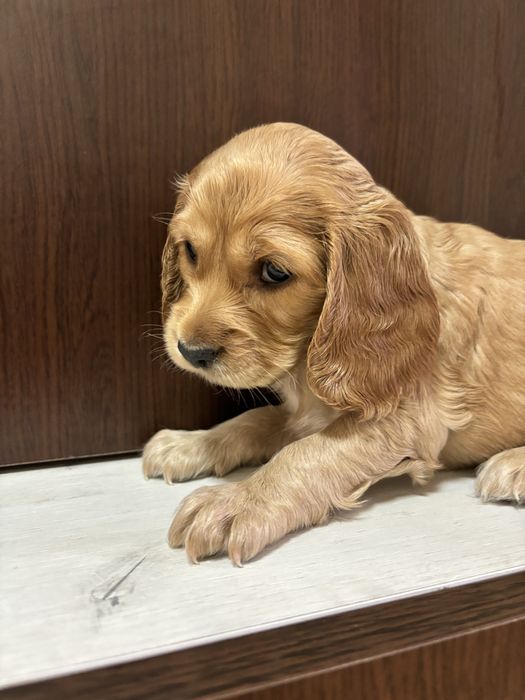 Кокер шпаньол малки кученца