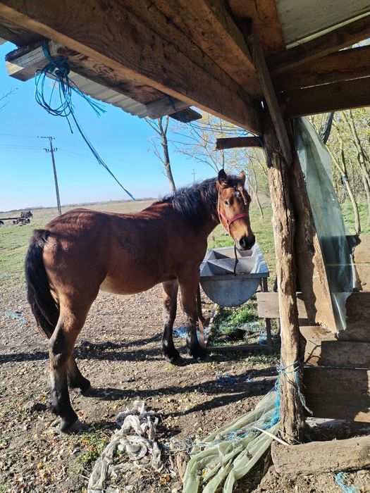 Vând mânz de 2 ani