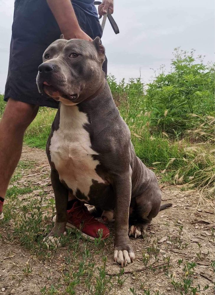 Американски Син питбул/American pitbull /blue nose