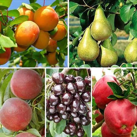 Vindem pomi fructiferi angro