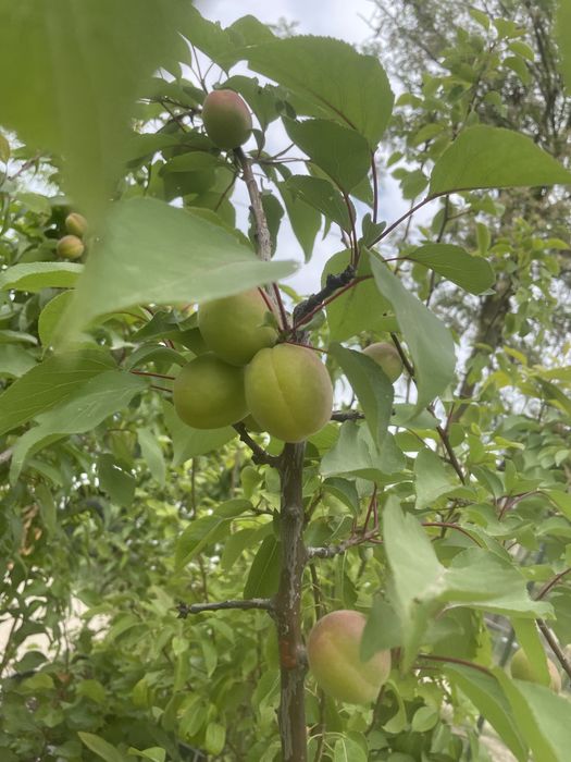 Pomi fructiferi la ghiveci !