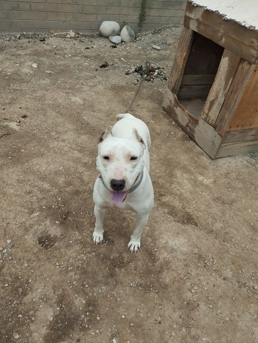 Вязка американский питбуль терьер