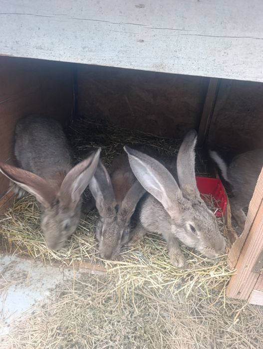 Vând iepuri uriaș german