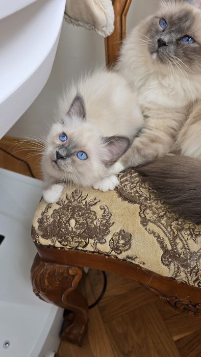 БИРМАНСКА СВЕЩЕНА КОТКА-единствена в България