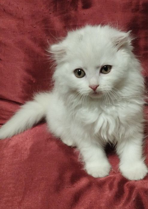 Девочка ждет семью!