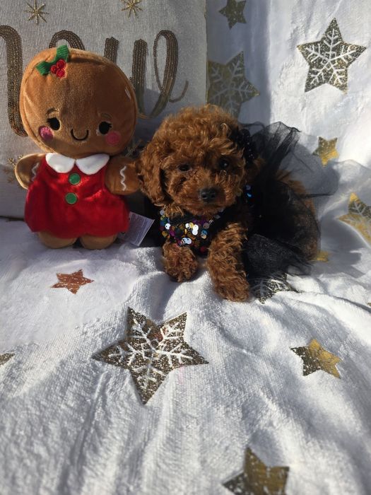 Пудел той момиче с документ за произход