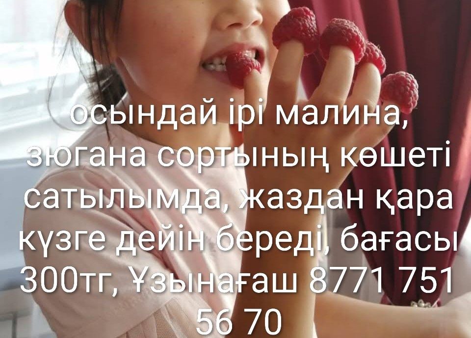 Малина көшеті сатылымда,сорт зюгана