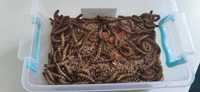 Viermi Superworms, hrana vie pentru reptile - Pentru Adriana