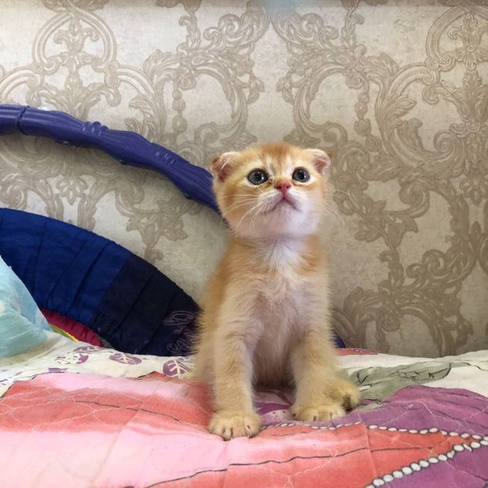 Spakoyni mushu bolasi toza zotli