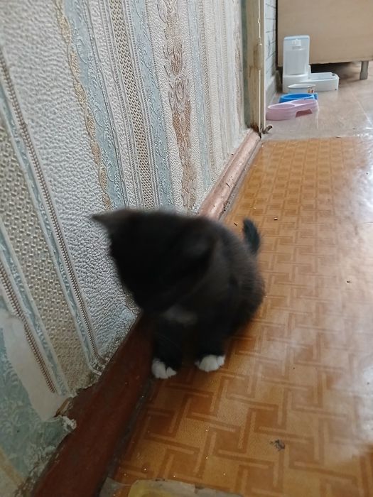 Отдам котят в хорошие, добрые руки.2серые и один черный. Игручие,актив