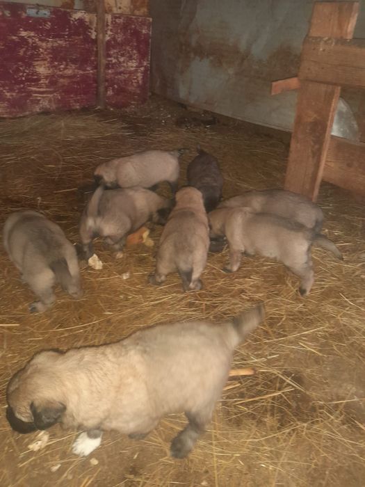 Căței de donat foarte frumoși