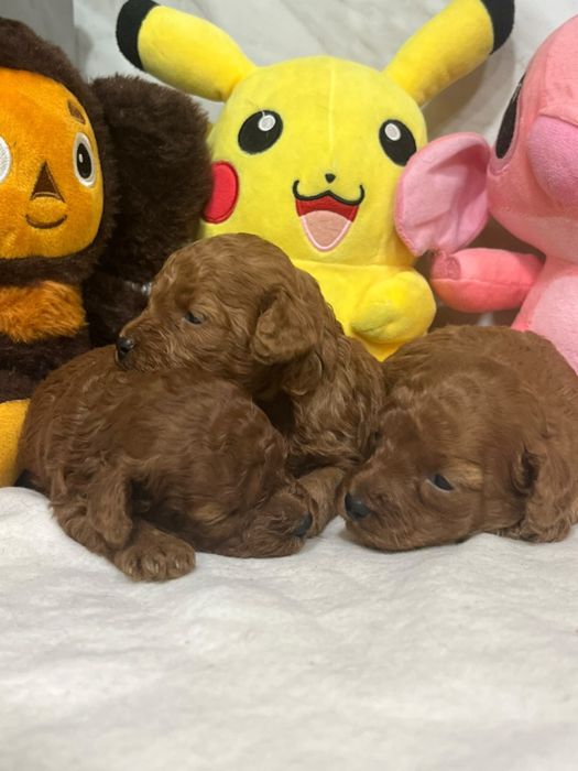 Малки сладури пудел той