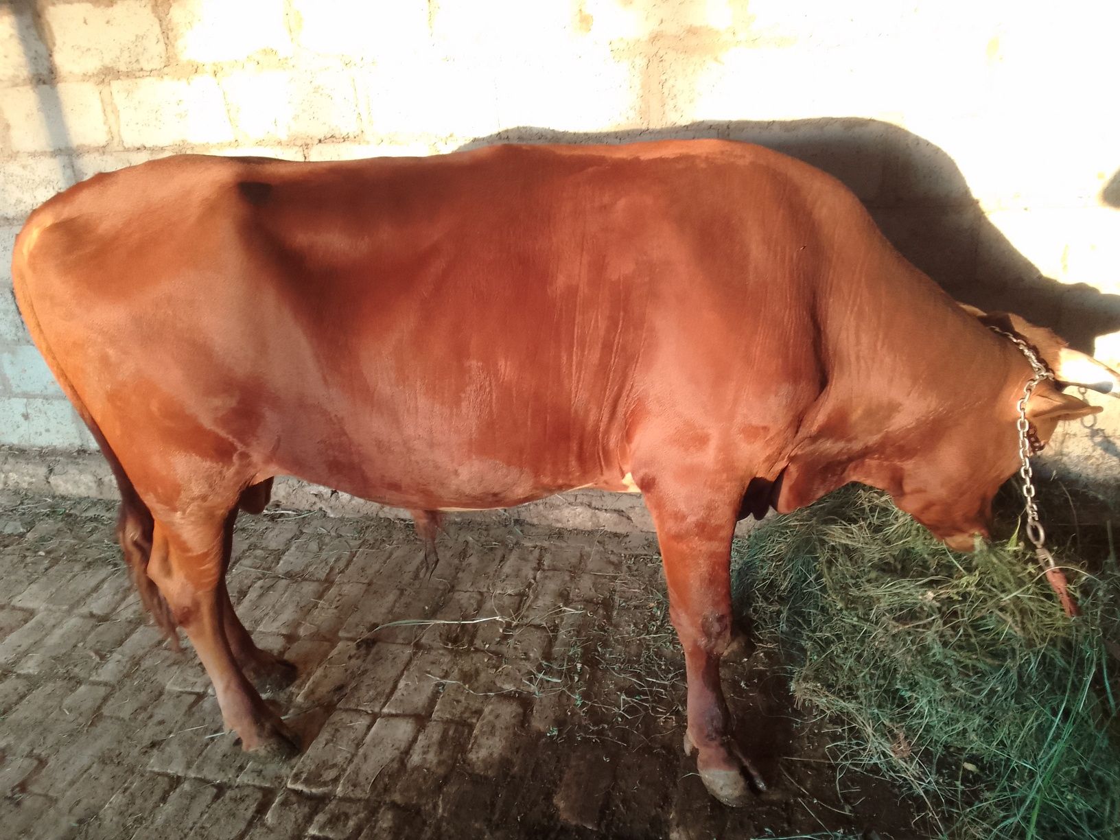 Buqa sotiladi.2.5 yoshar