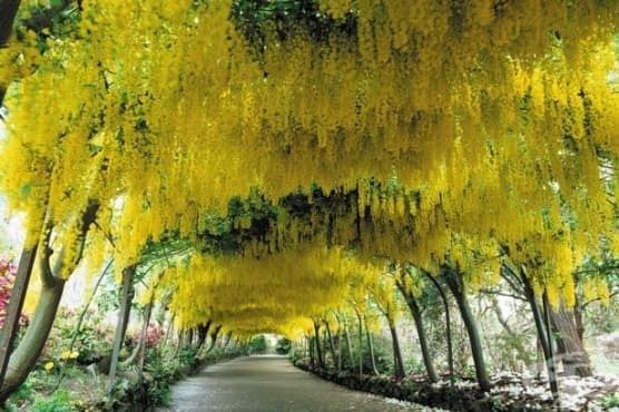 Златен дъжд (Laburnum anagyroides)