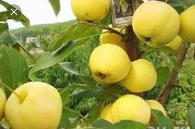 Саженцы яблони , продажа посадка