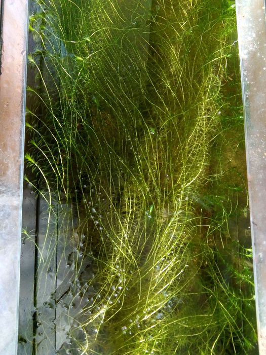 Planta acvariu Egeria Densa