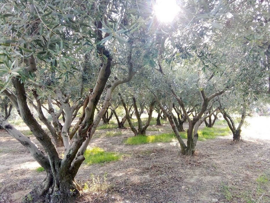 Парцел 790; кв.м. в с. Офринио, Панорама море-115000 евро.