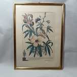 Set 2 tablouri litografie color Atlas Botanic, sec 19, vintage