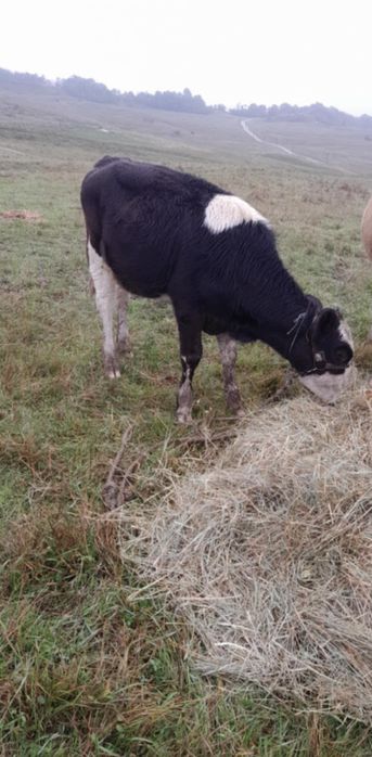 Vând vițică are 5 luni