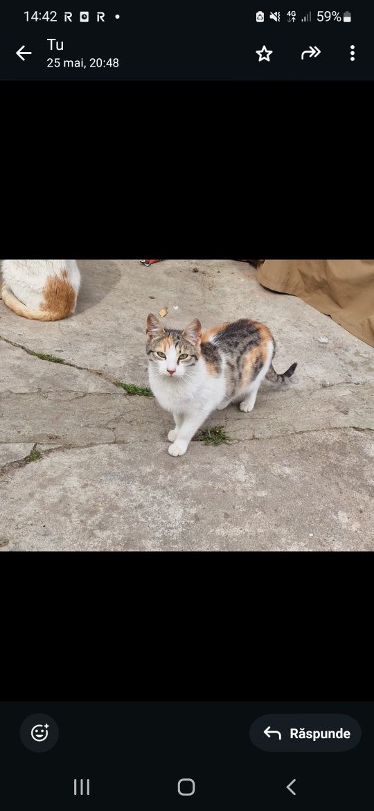 Adoptie pisica pisici  jucause