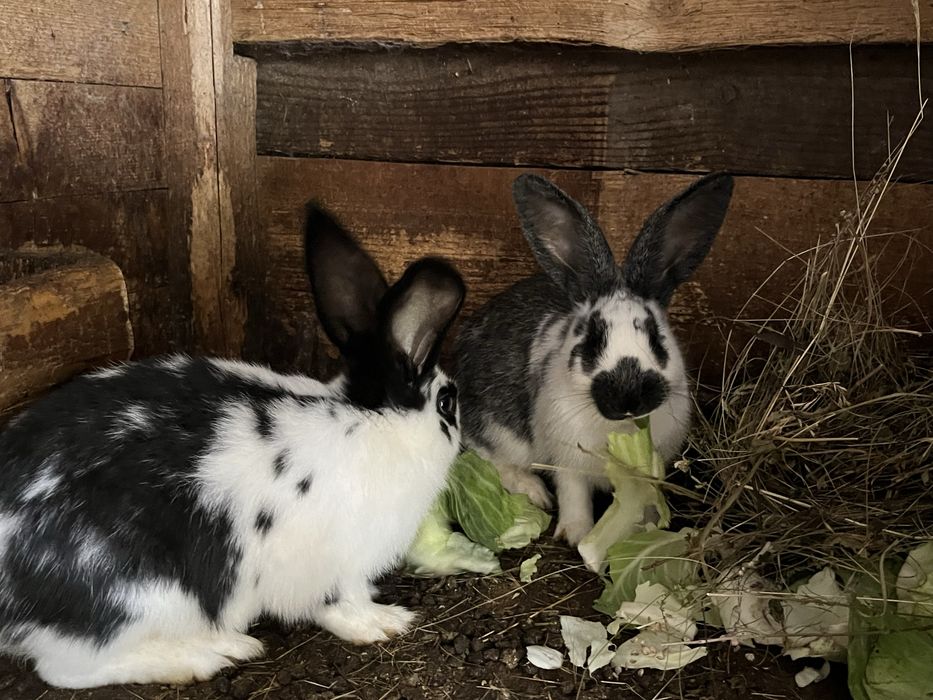 Iepuri rasa urias cu fluture german