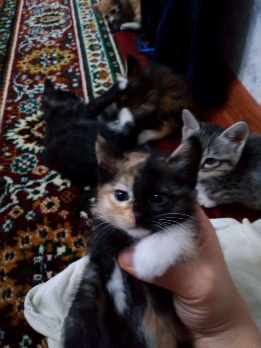 Котята даром в добрые руки