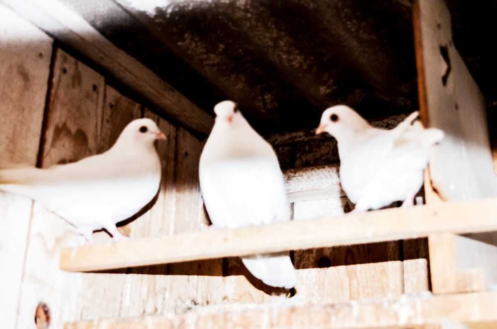 vand porumbei jucausi albi si pag pe negru